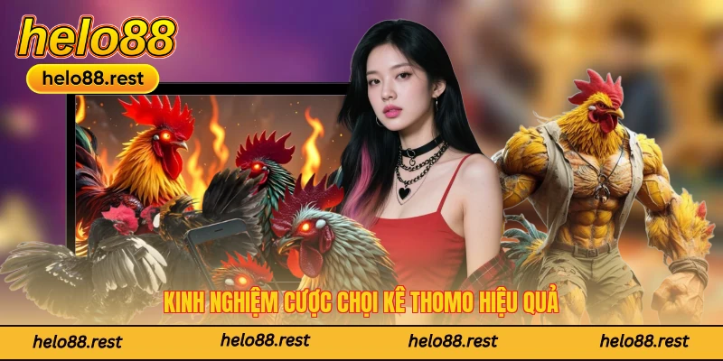 Kinh nghiệm cược chọi kê Thomo hiệu quả